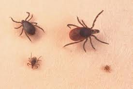 tick